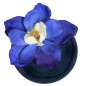Preview: Blaue Blume auf Mini Fascinator