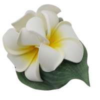 Haarblume mit drei weißen Blüten auf Blatt - Frangipani Trio